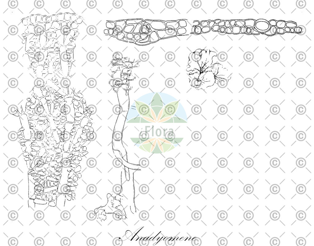 HistAbb_62BYY_2_ENZY_Simple | Historische Abbildung von Anadyomene - Anadyomenaceae (0) | Historical Illustration of Anadyomene - Anadyomenaceae (0)