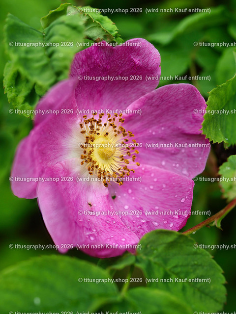 titusgraphy_P6080474-vz-ln | OLYMPUS DIGITAL CAMERA - Realisiert mit Pictrs.com