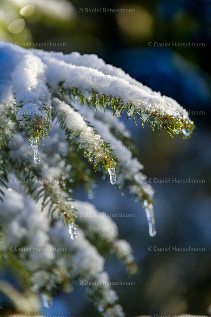 IMG_1099 | Hier finden Sie Poster, Leinwandfotos sowie viele weitere Fotoprodukte mit Motiven aus dem Schwarzwald, aus Freiburg und dem Kaiserstuhl zum Download und zum Bestellen.  - Realisiert mit Pictrs.com