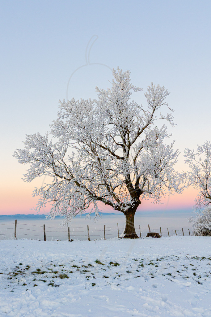 Winter am Hochkogelberg Rauhreif | Ihre Fotografin im Lungau, ihre Fotografin im Mostviertel, Wandbilder Onlineshop, Imagefotos für Ihr Unternehmen,  - Realisiert mit Pictrs.com