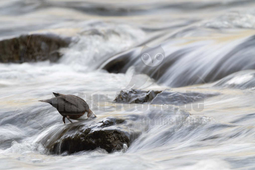 R6M32796_20260503 | Eine Wasseramsel (Cinclus cinclus) steht auf einem Felsen in einem schnell fließenden Fluss und sucht nach Nahrung. Das Wasser um den Vogel herum ist durch eine Langzeitbelichtung weichgezeichnet und erzeugt einen milchigen Effekt, der die Bewegung des Wassers hervorhebt. Die Wasseramsel hat ein dunkelbraunes Gefieder mit einem markanten weißen Brustfleck und bückt sich leicht nach vorne, um ins Wasser zu schauen oder etwas aufzunehmen. - Realisiert mit Pictrs.com