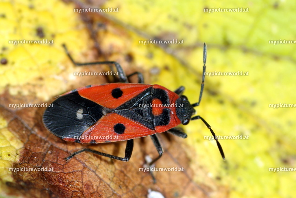 Melanocoryphus albomaculatus-003 | Das Bilderarchiv über Tiere, Planzen und Landschaften. In der Bilddatenbank finden Sie ein große Auswahl an hochwertigen Bilder für Ihre Werbung - Realisiert mit Pictrs.com
