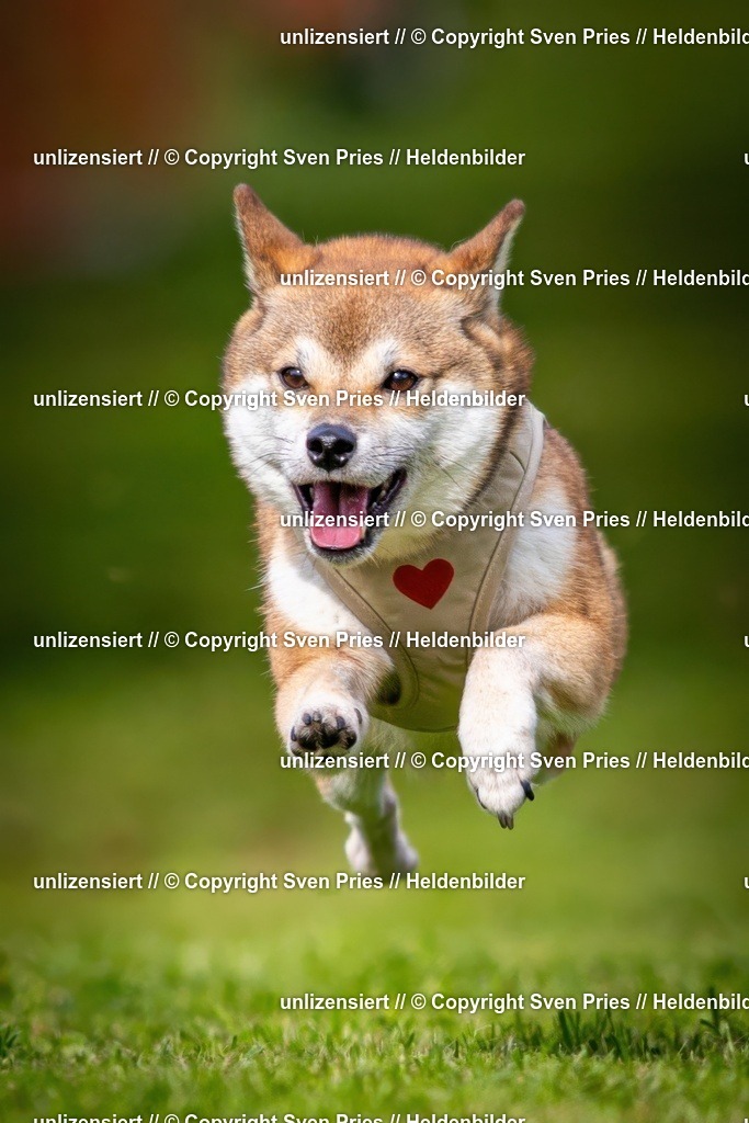 Sven Pries | 2024-09-22 - Hunderennen Baden-BadenPudelverein - Realisiert mit Pictrs.com