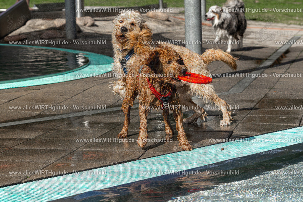Hundeschwimmen_Volksbad_2026-allesWIRTHgut_Tierfotografie-2609061533-FAY07274 | Professionelle Tierfotografie in Mönchengladbach von Daniel Wirth (allesWIRTHgut). Liebevolle & natürliche Bilder von Hunden & Katzen für unvergessliche Erinnerungen.