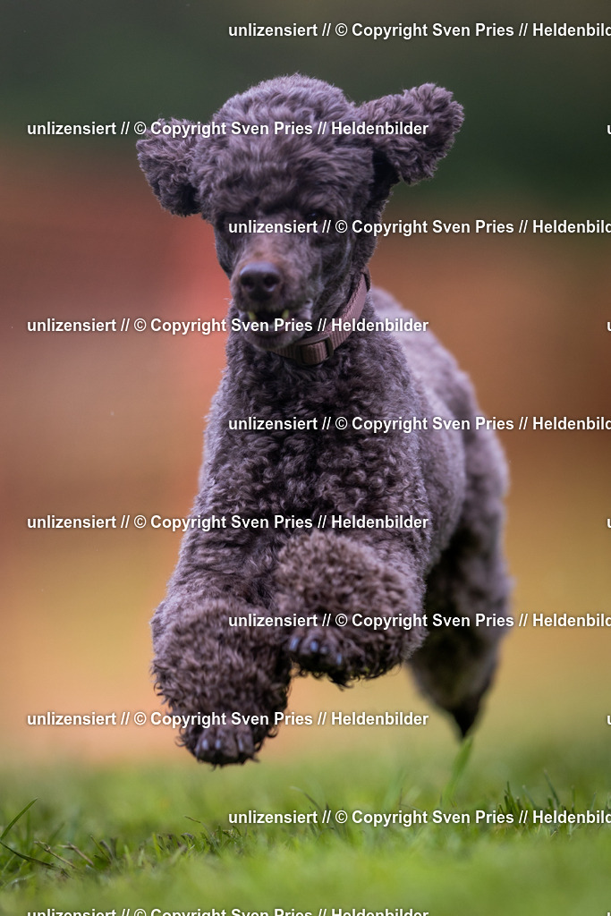 Sven Pries | 2024-04-21 - Hunderennen Baden-Oos
Foto: Sven Pries - Realisiert mit Pictrs.com