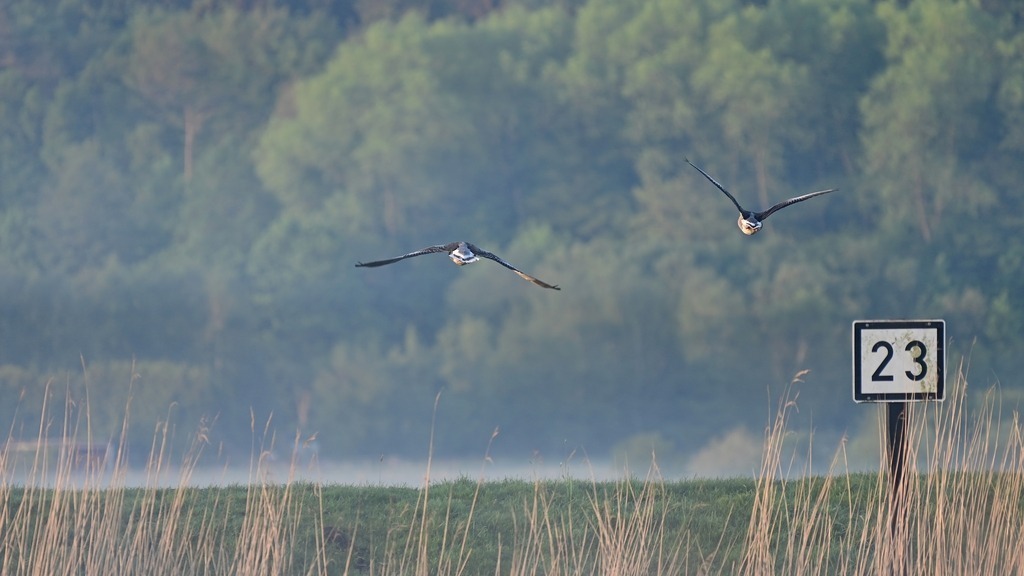 Z72_1438 | Freier Fotograf aus Itzehoe. Kontakt via instagram.com/f0t0kunst/ - Realisiert mit Pictrs.com