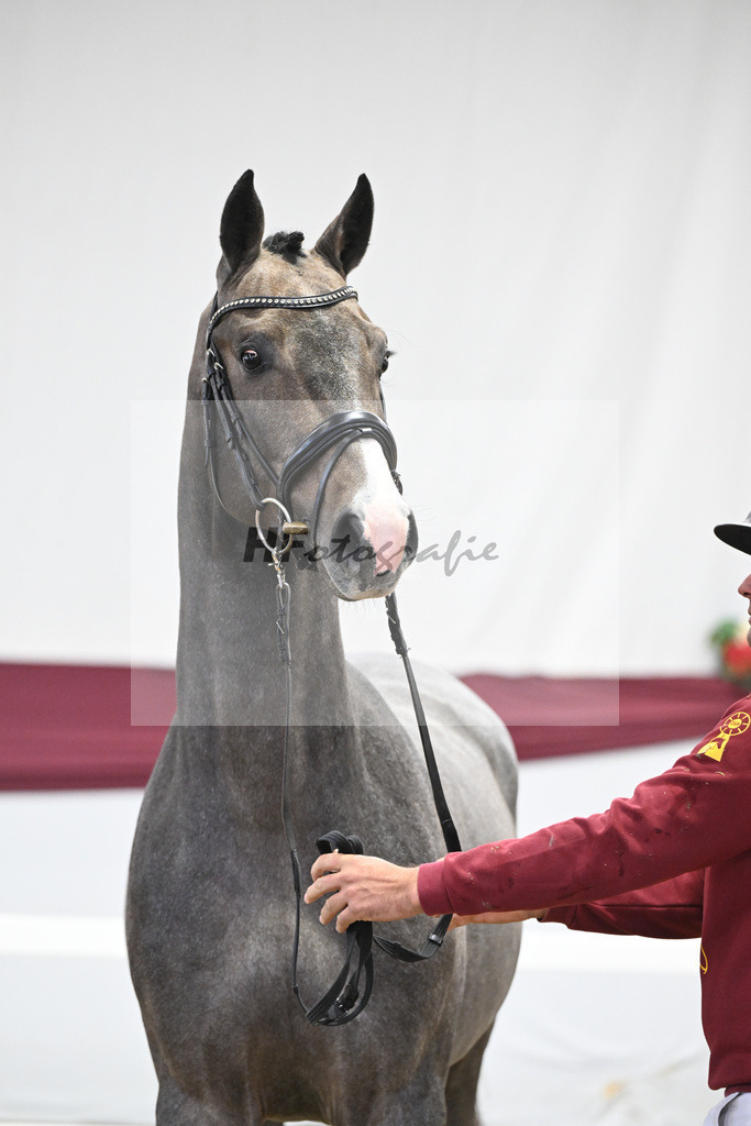 Kat-Nr. 11 Clarimo x Corrado I_Josef Schoenweiler_ 47250149 | hf-fotografie - Realisiert mit Pictrs.com