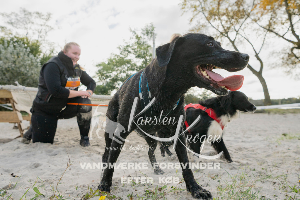 1325_ZZ96782 | kk-dogfotos