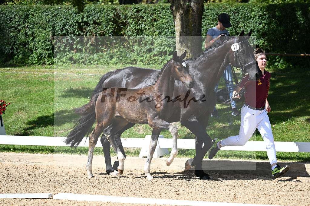 Kat-Nr. 17 HF Floricello x Sir Donnerhall_Zimmermann_27230219 | hf-fotografie - Realisiert mit Pictrs.com