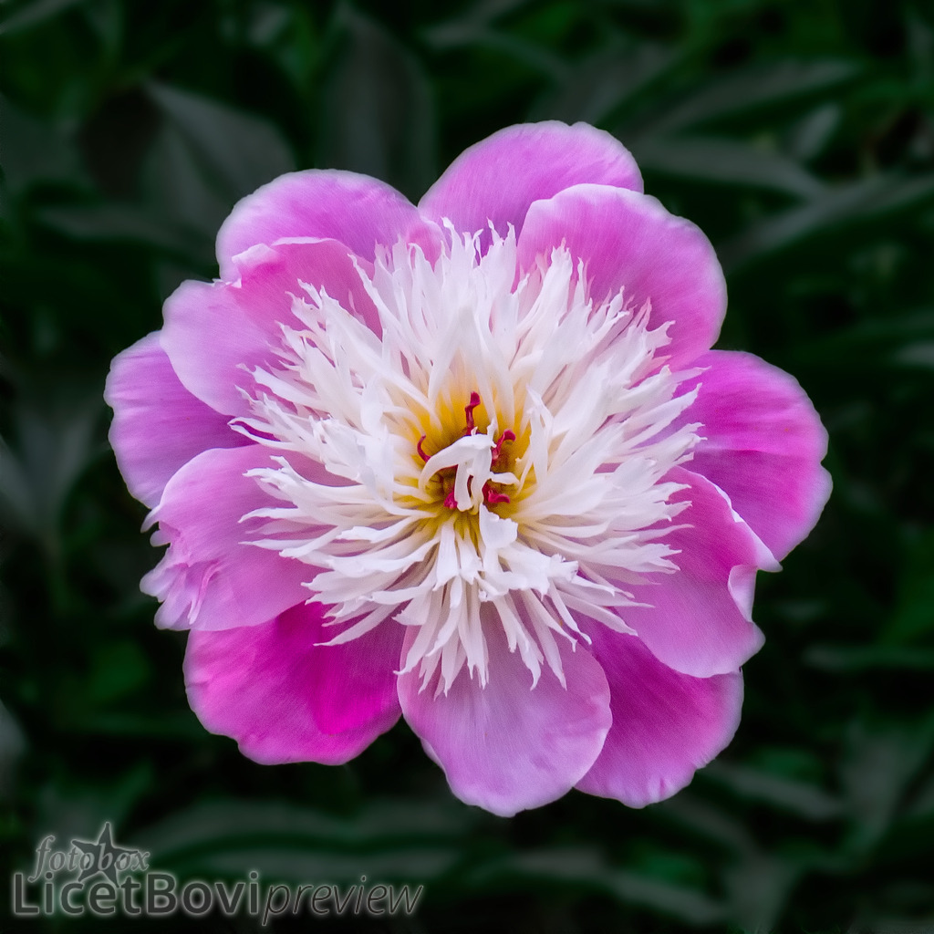 Blütenportrait | Diese Pfingstrose blühte im Hamburger Park "Planten un Blomen". - Realisiert mit Pictrs.com