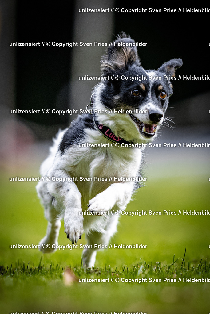 Sven Pries | 2025-10-03 - Hunderennen Obergrombach - Realisiert mit Pictrs.com