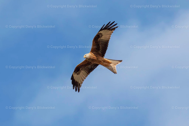 20174 | Tierfotografie, Tierkalender, Tierbilder, Insekten, Spinnen, Vögel, Schmetterling, Libellen, Leinwand, Colorkey, Qualität, Geschenkartikel, Geschenk - Realisiert mit Pictrs.com