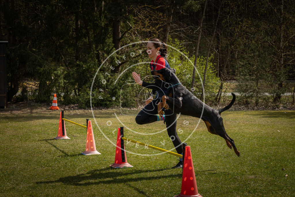 Pfotenfotografie_DV3A3832 | Hundefotografie, Tierfotograf, Pfotenfotografie, Fotoshooting Hund, Hunde Portrait, Hundesport, Hundeportraits, Heideshooting, Hunde, Sportfotograf, Hundefotograf, Turnierhundsport, THS,  - Realisiert mit Pictrs.com