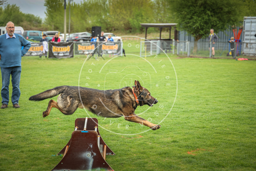 Pfotenfotografie_0L8A9709 | Hundefotografie, Tierfotograf, Pfotenfotografie, Fotoshooting Hund, Hunde Portrait, Hundesport, Hundeportraits, Heideshooting, Hunde, Sportfotograf, Hundefotograf, Turnierhundsport, THS,  - Realisiert mit Pictrs.com
