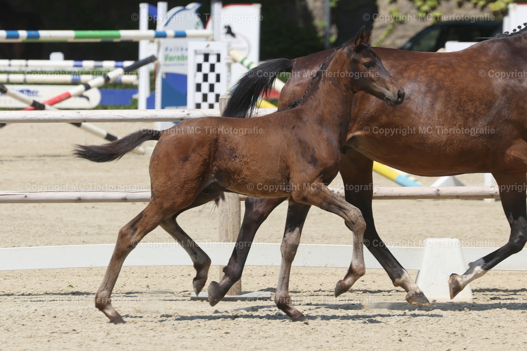 FohlenFotot.Warendorf20.06.26MCTierf.9C8A9142B | Pferdefotos online bestellen - Realisiert mit Pictrs.com