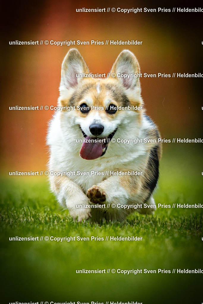 Sven Pries | 2025-09-21 - Hunderennen Baden-Oos - Realisiert mit Pictrs.com