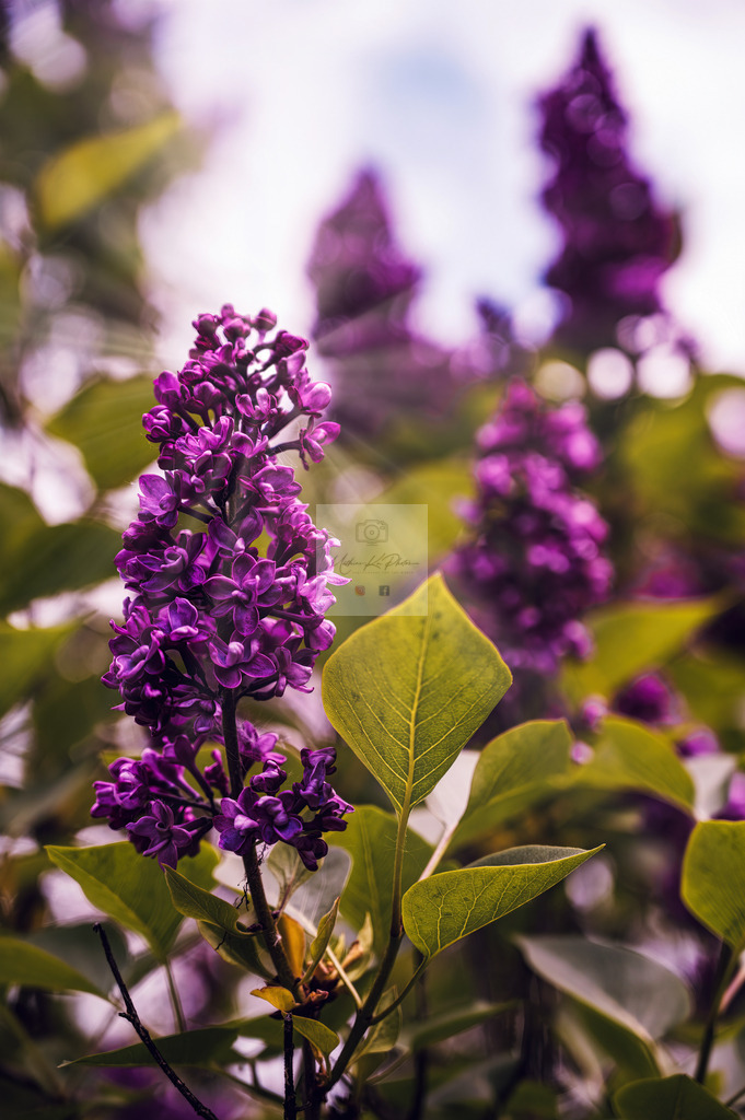 Makro - floral (99) | Buche Fotoshootings und entdecke hochwertige Fotoprodukte bei Mathias Ku Photos. Personalisiert, kreativ & mit Liebe zum Detail. Jetzt informieren! - Realisiert mit Pictrs.com
