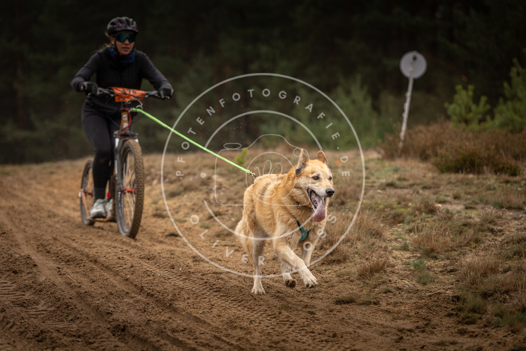 Pfotenfotografie_DV3A4650 | Hundefotografie, Tierfotograf, Pfotenfotografie, Fotoshooting Hund, Hunde Portrait, Hundesport, Hundeportraits, Heideshooting, Hunde, Sportfotograf, Hundefotograf, Turnierhundsport, THS,  - Realisiert mit Pictrs.com