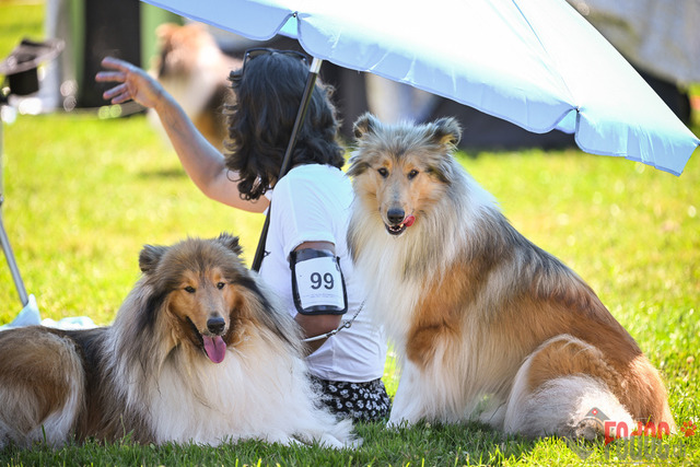 CACIB Aarau | CACIB Aarau, Swiss Dog Show  28062025 Foto: Leo Wyden