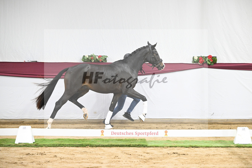 Kat-Nr. 106 Erste Sahne x Dimaggio_Gestuet Rickhof_47251780 | hf-fotografie - Realisiert mit Pictrs.com