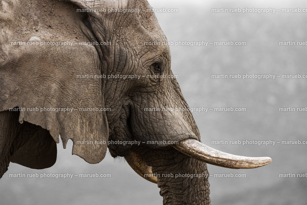 Portrait of an elephant | Closeup portrait of a South African elephant - Realisiert mit Pictrs.com