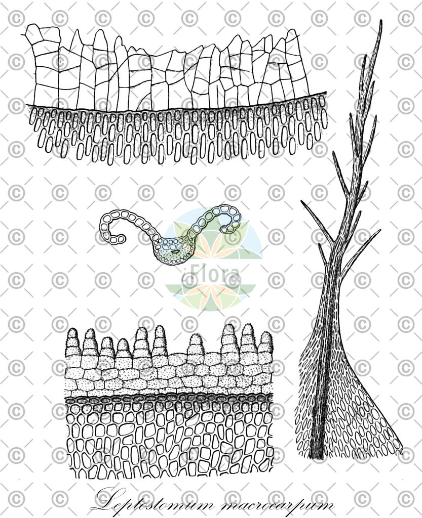 HistAbb_wfo-0001132701_1_ENZY_Simple | Historische Abbildung von Leptostomum macrocarpum - Leptostomataceae | Historical Illustration of Leptostomum macrocarpum - Leptostomataceae