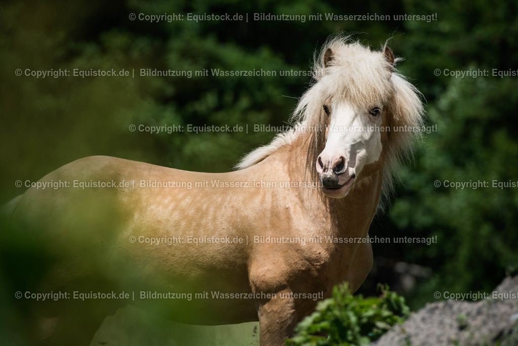 20160620_Isl__nder_auf_Weide_0003 | Foto: Linda Balz