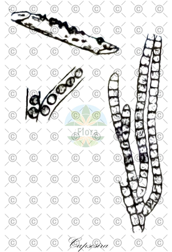 HistAbb_25669_1_SIMPLE | Historische Abbildung von Capsosira - Capsosiraceae (0) | Historical Illustration of Capsosira - Capsosiraceae (0)