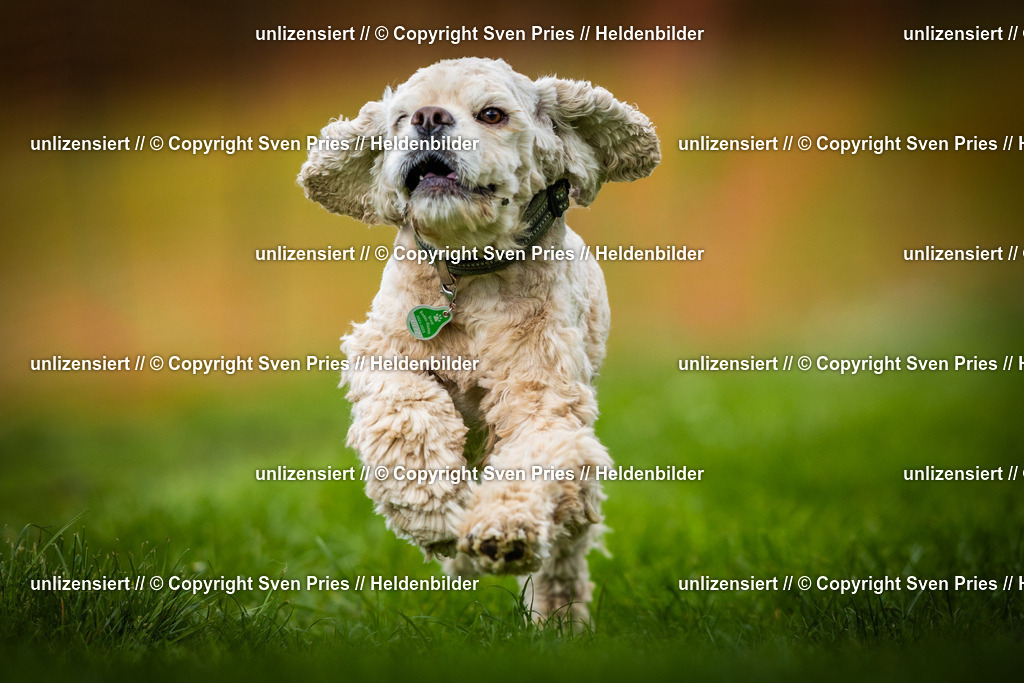 Sven Pries | 2025-04-13 - Hunderennen Baden-Baden - Realisiert mit Pictrs.com