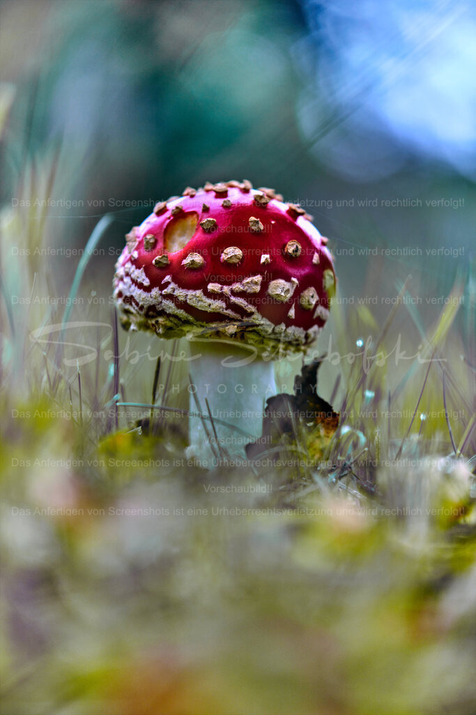 Wandbild Fliegenpilz | People- und Tierfotografie, Imageaufnahmen, Veranstaltungsfotografie und Wandbilder aus der Natur ★ Made in Germany ✔️ Druck + Downloads ✔️ Naturfotografie in Top Qualität ★ schneller Versand, weltweite Lieferung! - Realisiert mit Pictrs.com