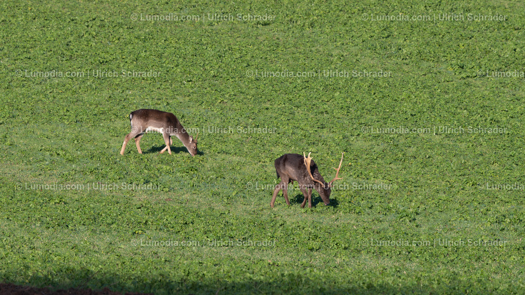 10049-13912 - Damwild | Stockfoto und Bilderpool mit Bildmaterial aus Deutschland, dem Harz, Halberstadt, Quedlinburg, Wernigerode und weltweit. Qualitativ hochwertige und professionelle Fotos anschauen und kaufen. - Realisiert mit Pictrs.com