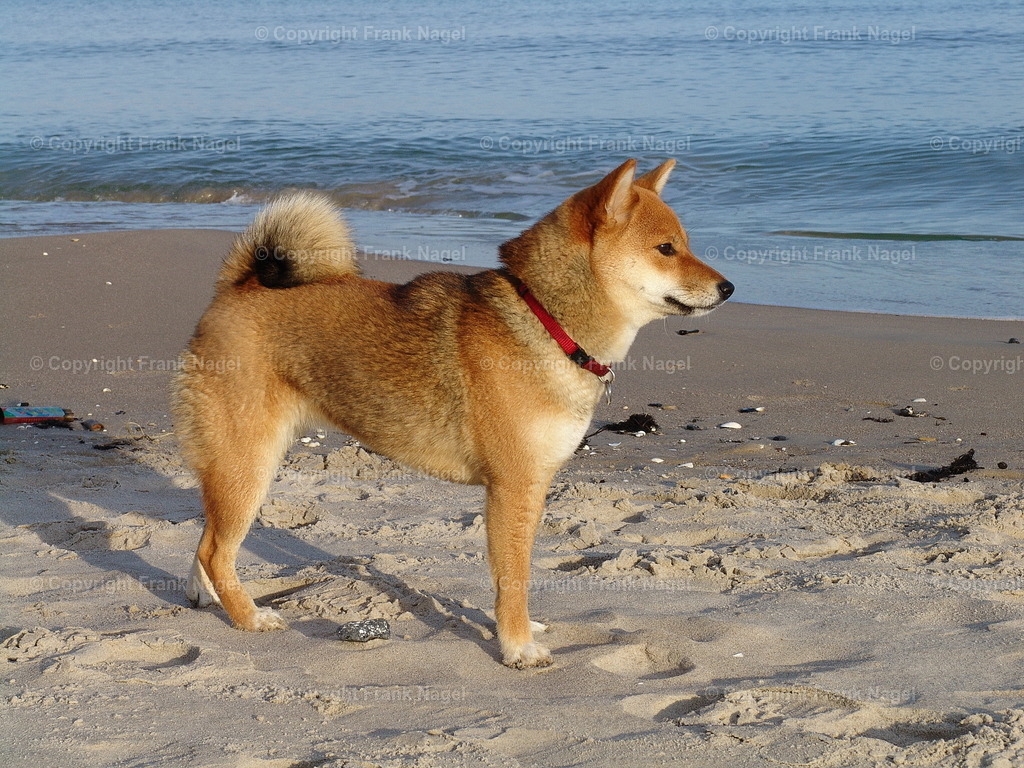 Hund Shiba Inu | Der Shiba Inu in seiner stolzen und schönen Art ist ein ausgesprochen anspruchsvoller Hund, der viel Liebe und Treue zurückgibt. Für ein Stück Käse gibt er alles. - Realisiert mit Pictrs.com