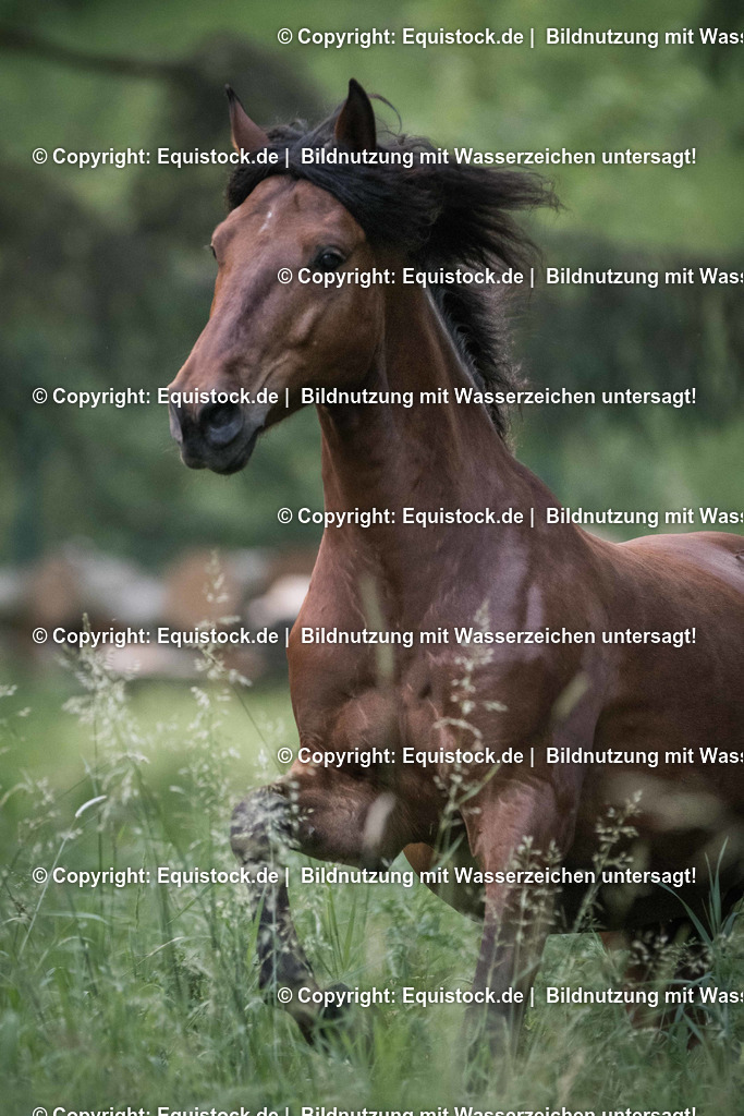 TS_20170602_Braunes_Pony_Freilauf_0002 | Foto: Thomas Hartig