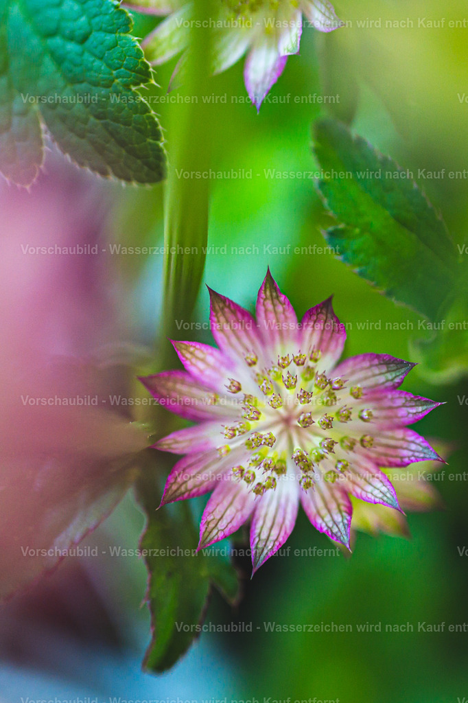 Fotoatelier Christian Hofmeister | Stadtlandschaften, sowie Makro-, Landschafts-, Natur- und Schwarzweißfotos aus der Region Celle &amp; Umgebung