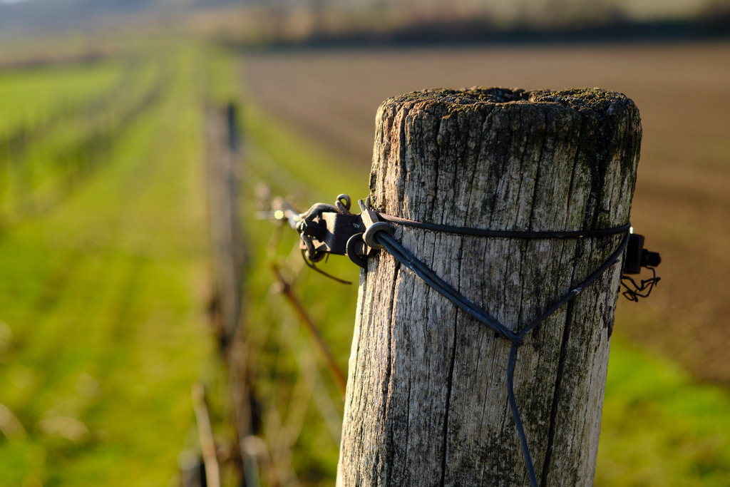 Weingarten im Frühling | Enzersfeld, Austria - March 17, 2019: Weingarten im Frühling. - Realisiert mit Pictrs.com
