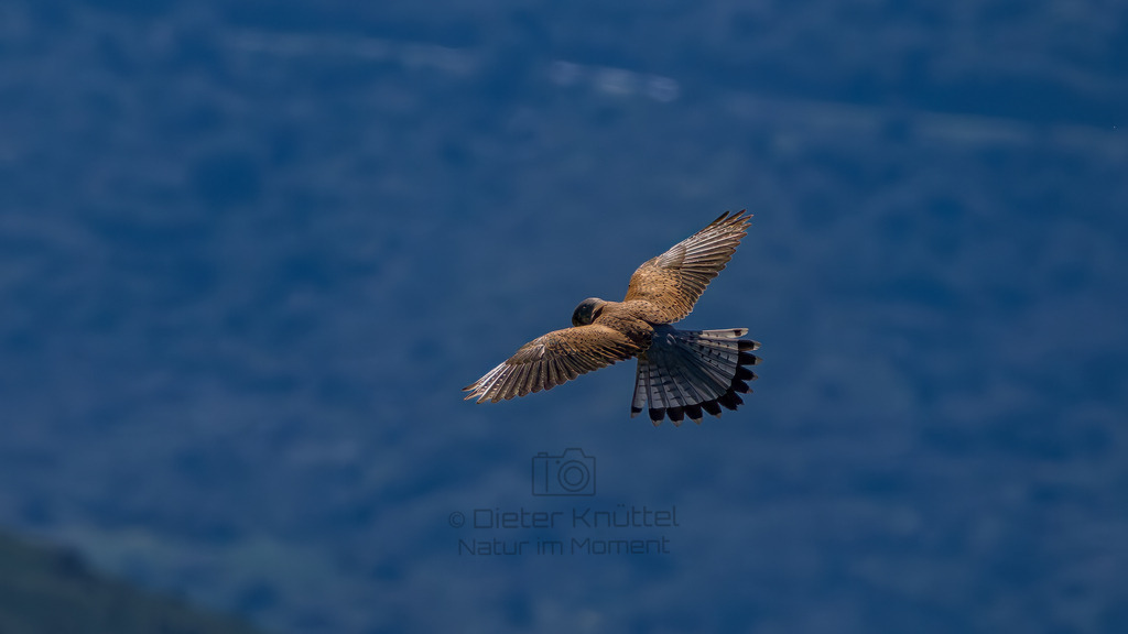 P1612746-Verbessert-RR-Bearbeitet-2023-LR | Natur im Moment - Realisiert mit Pictrs.com