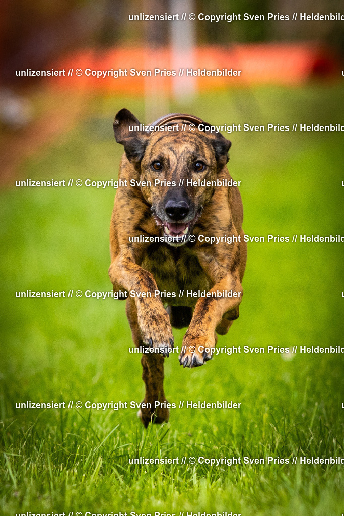 Sven Pries | 2025-04-13 - Hunderennen Baden-Baden - Realisiert mit Pictrs.com