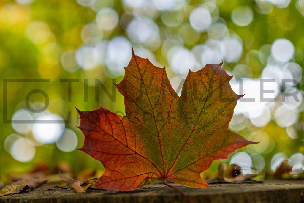 DSC00940 | Tinu Müller Fotografie- Bildershop - Realisiert mit Pictrs.com