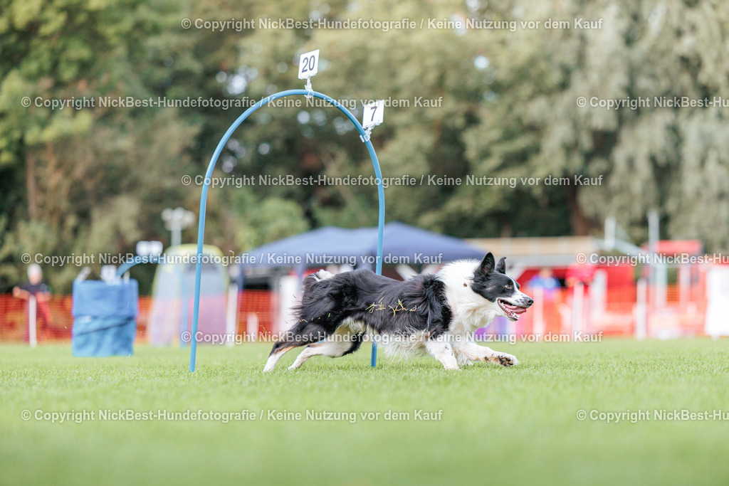 BSP Hoopers-H3-2026-Nickbest-Hundefotografie-TuS Komet Arsten e.V.-0167 | Dein Hund! Dein Moment! Deine Erinnerungen! Hundefotografie in Bremen Blumenthal. Ich fange die besonderen Momente deines Vierbeiners ein – ob Indoor mit Blitzanlage oder in der freien Natur. Sicher dir dein Moment und dein Termin für eure Erinnerungen.