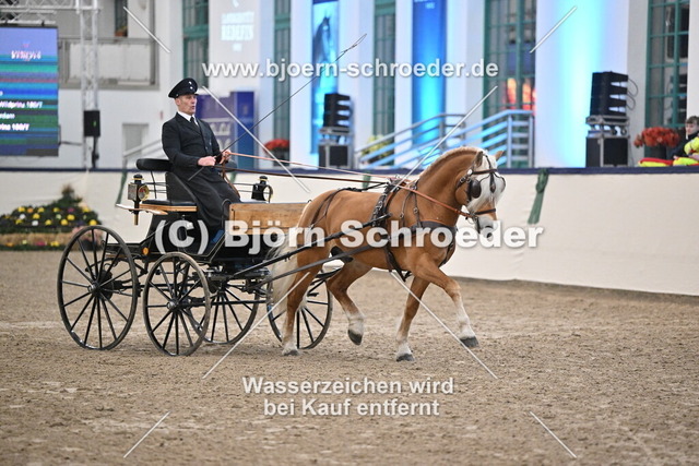 Neustart_974_5339 | Björn Schroeder Pferdefotografie