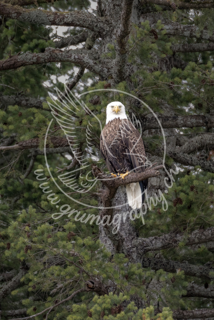 guardian of the pines - bald eagle, canada | Authentische Landschafts- & Wildtierfotografie aus der Schweiz. Hochwertige Wandbilder, Fine-Art-Prints und Wunschmotive nach Auftrag – sorgfältig entwickelt im Grumagraphy-Style