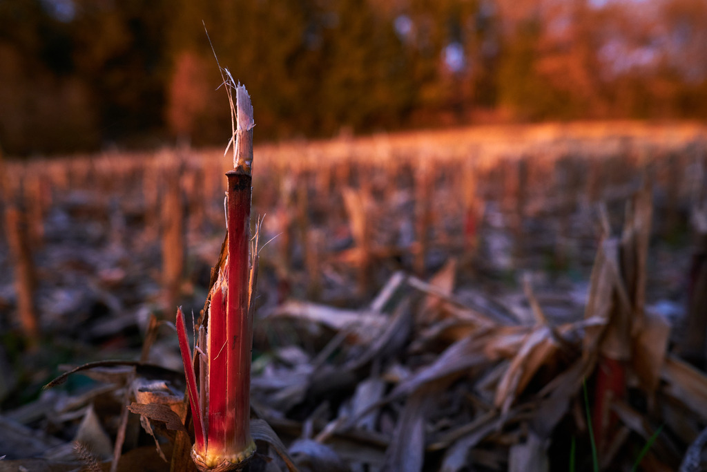 geerntetes Maisfel im roten Abendlicht | Austria - November 05, 2022: geerntetes Maisfel im roten Abendlicht. - Realisiert mit Pictrs.com