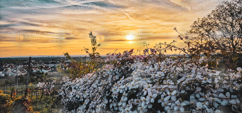 20240412_193125_1_1 | Marc Bartmann - Fotografie Schriesheim - Realisiert mit Pictrs.com