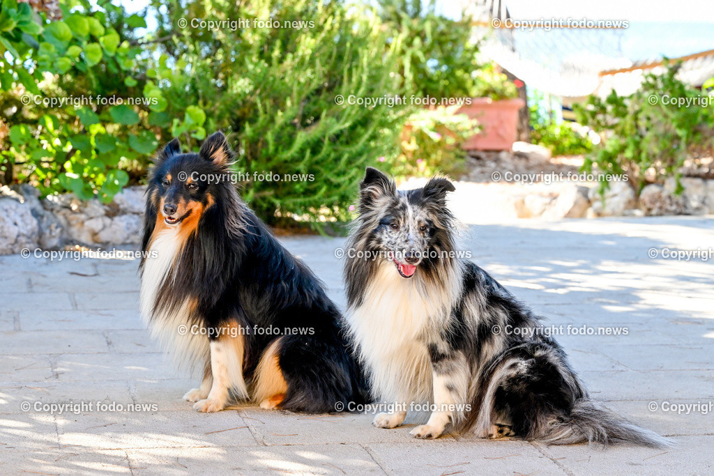 Hunde in Kroatien_ 31.07.2023-32 | 31.07.2023, Kroatien, HRV, Brač, Insel in Dalmatien im Bild Hunde, Shelties