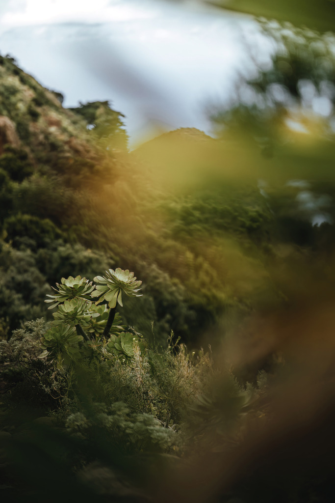 Teneriffa_by Leevke Draack_34 | Du suchst natürliche und atmosphärische Prints oder Leinwanddrucke? In diesem Shop gibt es alles, nur kein Mainstream. - Realisiert mit Pictrs.com