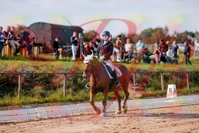 2026_10_03_Siefer-Hof_114017_Z81_82640406 | Professionelle Reitsport-, Turnier- und Eventfotografie von Robert Broda. Galerien mit ausgewählten und bearbeiteten Bildern direkt online ansehen und bestellen.