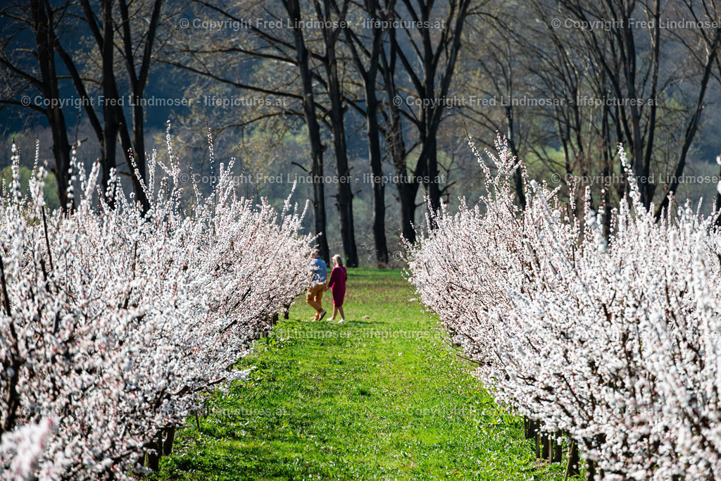 Wachau 04042025 _ Fred Lindmoser-6943 | Fotos und Fotoprodukte - Realisiert mit Pictrs.com