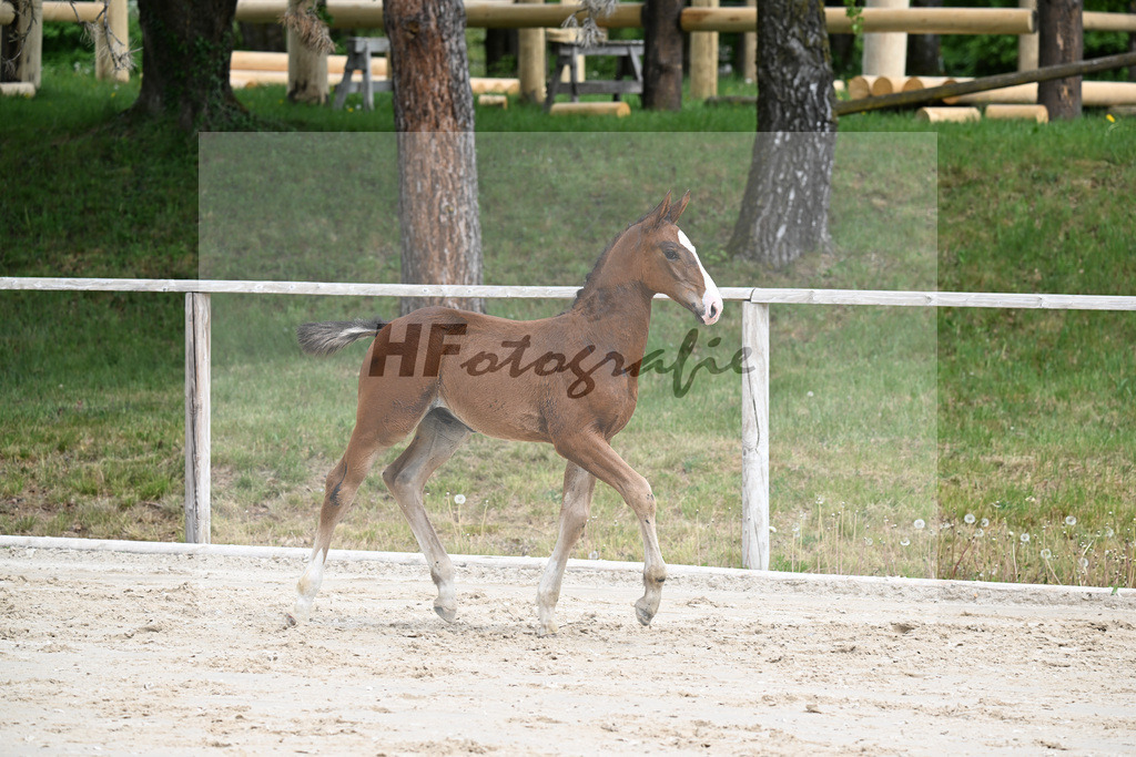 Kat-Nr. 5 HF Aganix du Seigneur x Dominator Z_Daurer_24260074 | hf-fotografie - Realisiert mit Pictrs.com