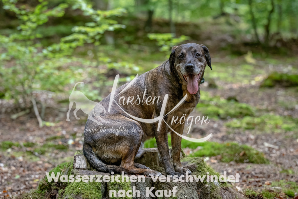 1243_ZZ91146-Bearbeitet | kk-dogfotos