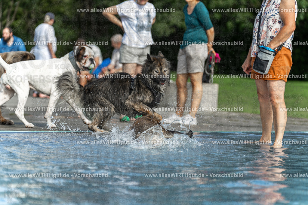 Hundeschwimmen_Volksbad_2026-allesWIRTHgut_Tierfotografie-2609061531-7R501609 | Professionelle Tierfotografie in Mönchengladbach von Daniel Wirth (allesWIRTHgut). Liebevolle & natürliche Bilder von Hunden & Katzen für unvergessliche Erinnerungen.